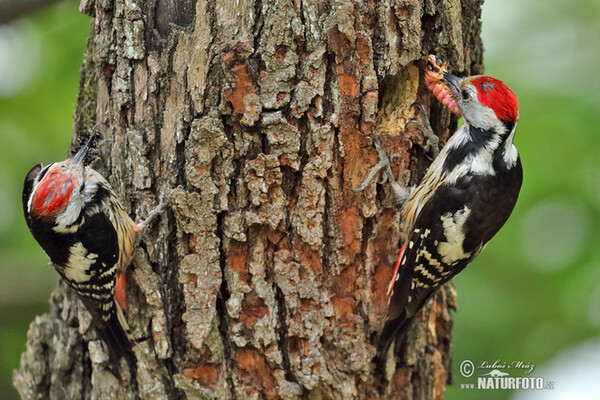 Strakapoud prostřední (Dendrocopos medius)