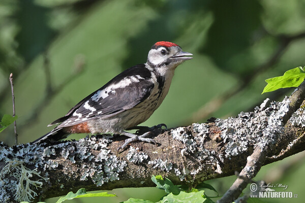 Strakapoud prostřední (Dendrocopos medius)