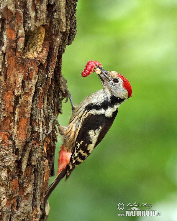 Strakapoud prostřední (Dendrocopos medius)