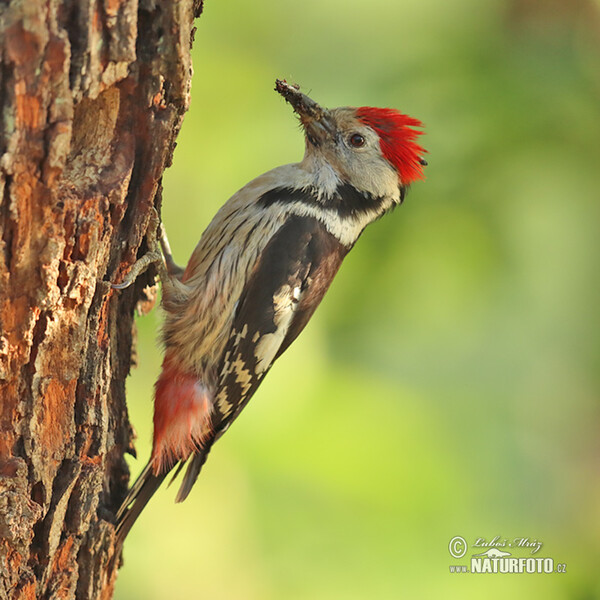 Strakapoud prostřední (Dendrocopos medius)