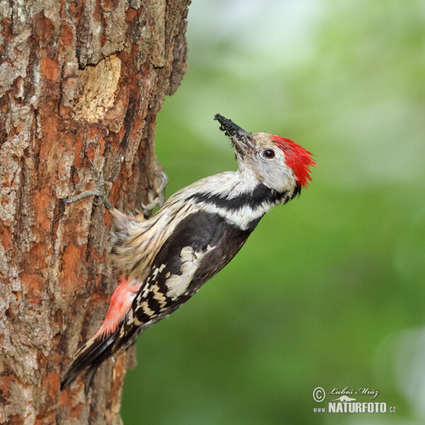 Strakapoud prostřední (Dendrocopos medius)