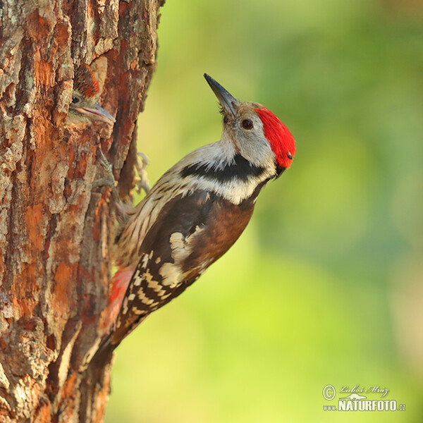 Strakapoud prostřední (Dendrocopos medius)