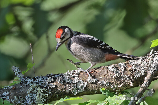 Strakapoud prostřední (Dendrocopos medius)