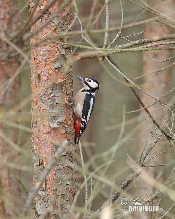 Strakapoud velký (Dendrocopos major)