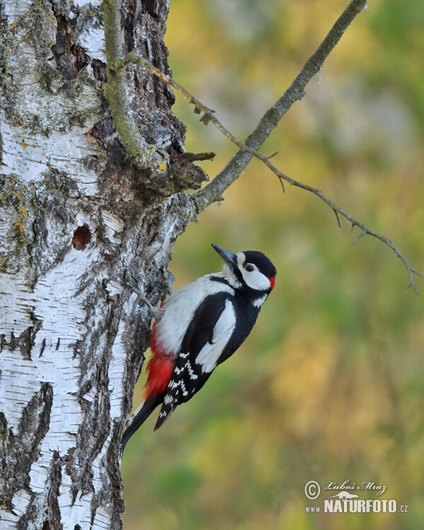 Strakapoud velký (Dendrocopos major)