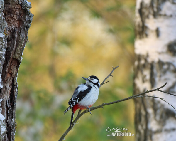 Strakapoud velký (Dendrocopos major)