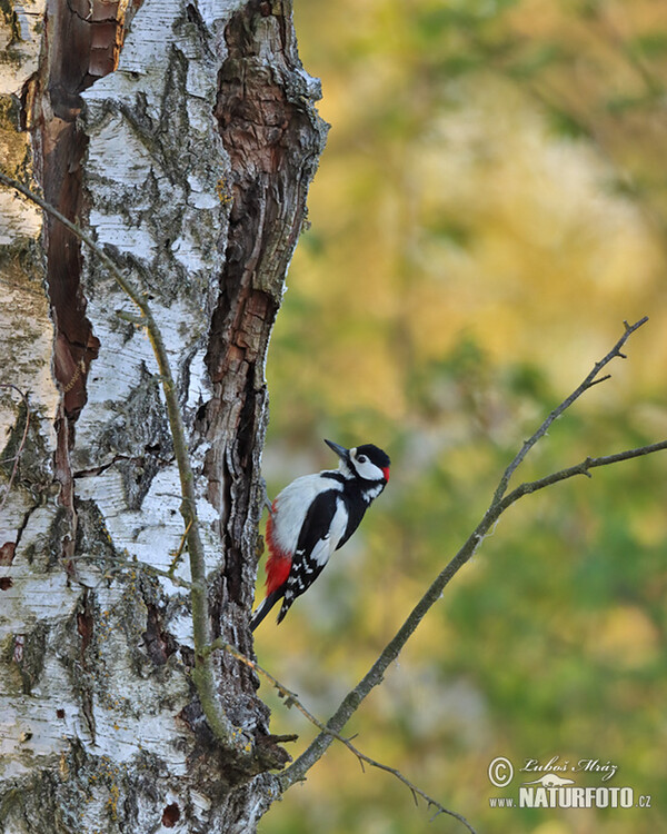 Strakapoud velký (Dendrocopos major)