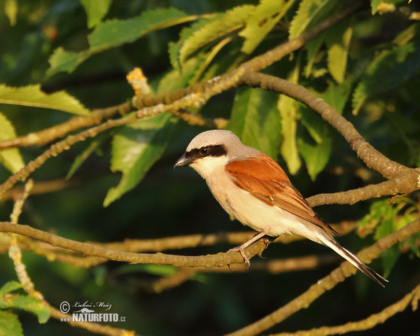 Strakoš červenochrbtý (Lanius collurio)