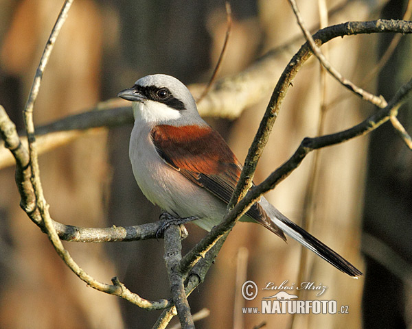 Strakoš červenochrbtý (Lanius collurio)