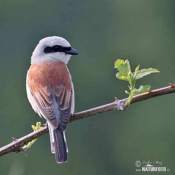 Strakoš červenochrbtý (Lanius collurio)