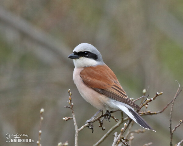 Strakoš červenochrbtý (Lanius collurio)