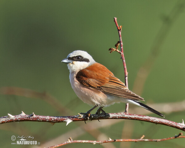 Strakoš červenochrbtý (Lanius collurio)