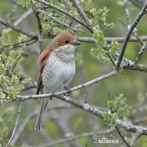 Strakoš červenochrbtý (Lanius collurio)