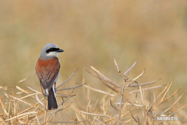 Strakoš červenochrbtý (Lanius collurio)