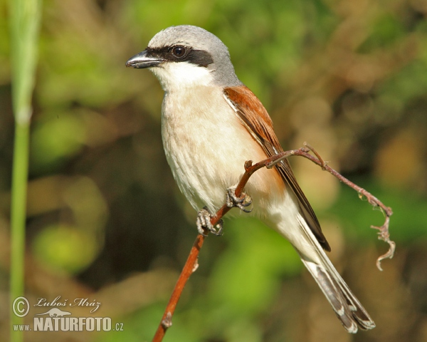 Strakoš červenochrbtý (Lanius collurio)