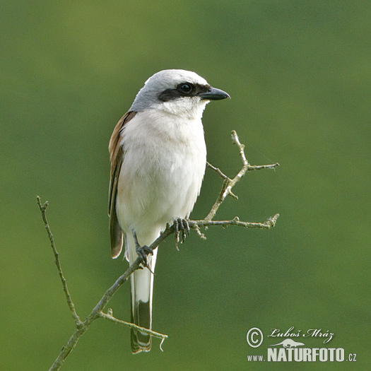 Strakoš červenochrbtý (Lanius collurio)