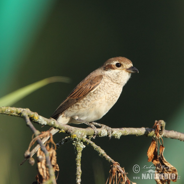 Strakoš červenochrbtý (Lanius collurio)