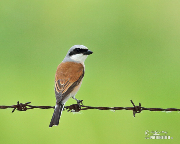 Strakoš červenochrbtý (Lanius collurio)