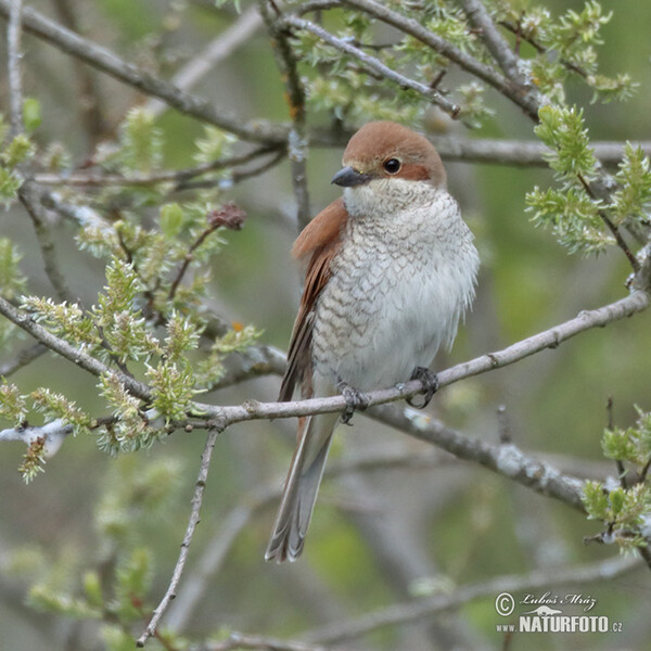 Strakoš červenochrbtý (Lanius collurio)