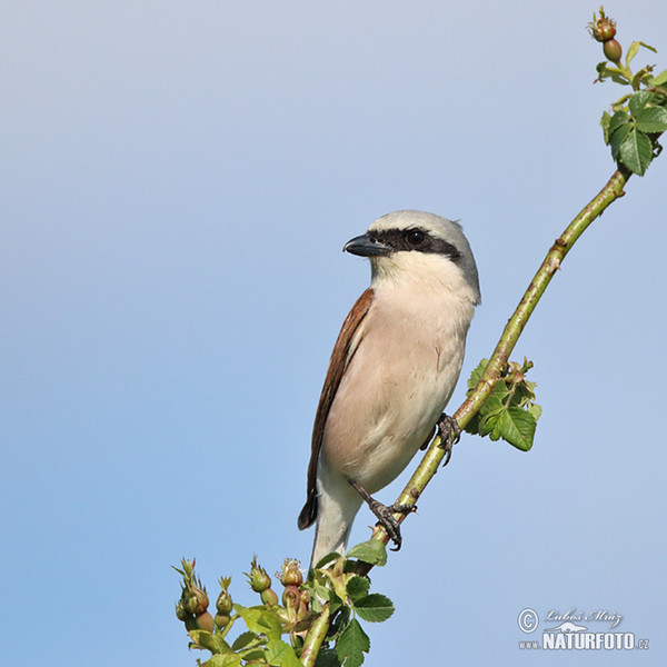 Strakoš červenochrbtý (Lanius collurio)