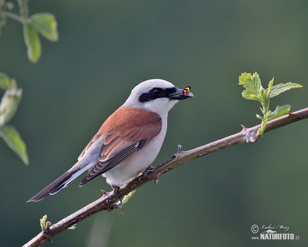 Strakoš červenochrbtý (Lanius collurio)