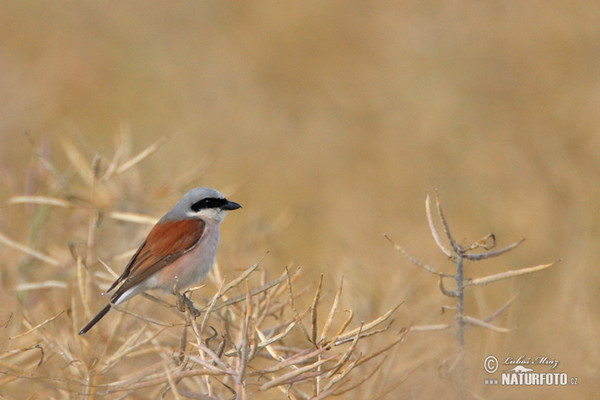 Strakoš červenochrbtý (Lanius collurio)