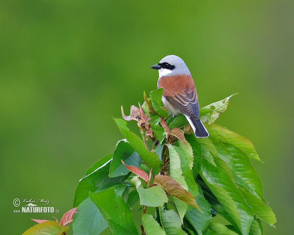 Strakoš červenochrbtý (Lanius collurio)