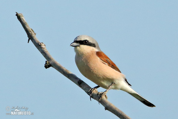 Strakoš červenochrbtý (Lanius collurio)