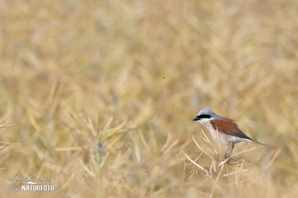 Strakoš červenochrbtý (Lanius collurio)