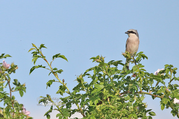 Strakoš červenochrbtý (Lanius collurio)