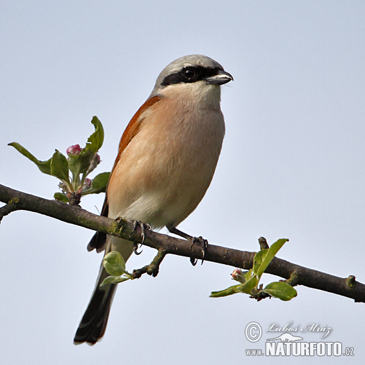 Strakoš červenochrbtý (Lanius collurio)