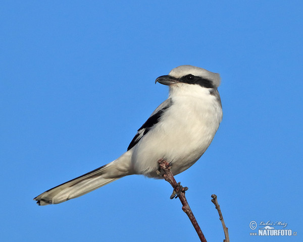 Strakoš vel'ký (Lanius excubitor)