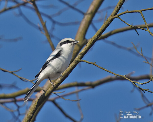 Strakoš vel'ký (Lanius excubitor)
