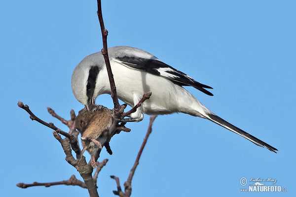 Strakoš vel'ký (Lanius excubitor)