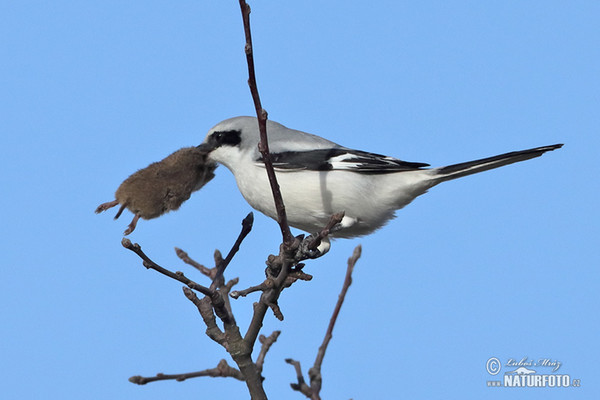 Strakoš vel'ký (Lanius excubitor)