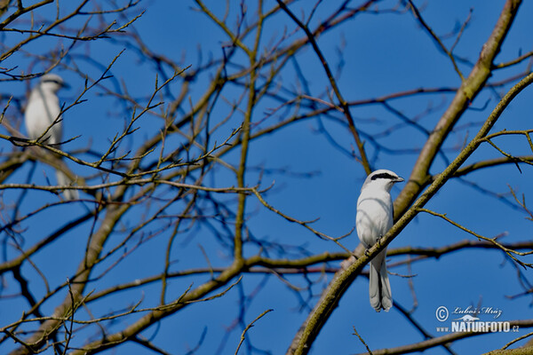 Strakoš vel'ký (Lanius excubitor)