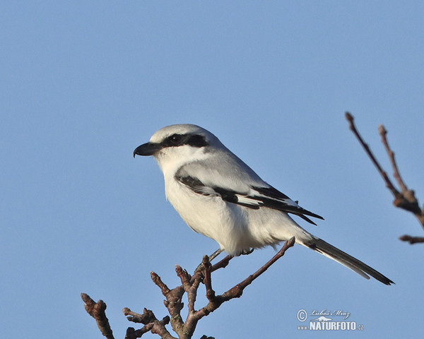 Strakoš vel'ký (Lanius excubitor)