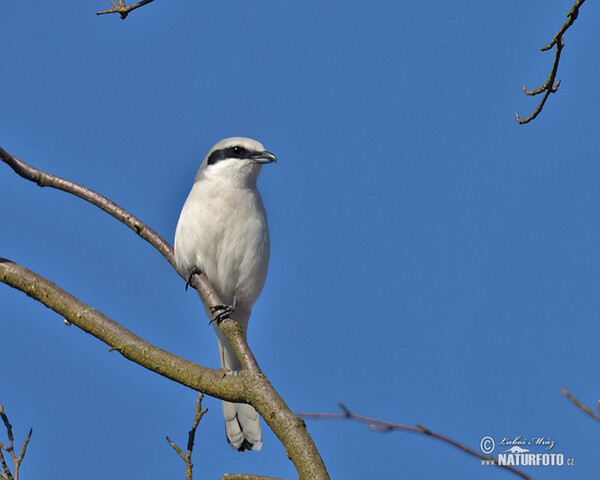 Strakoš vel'ký (Lanius excubitor)