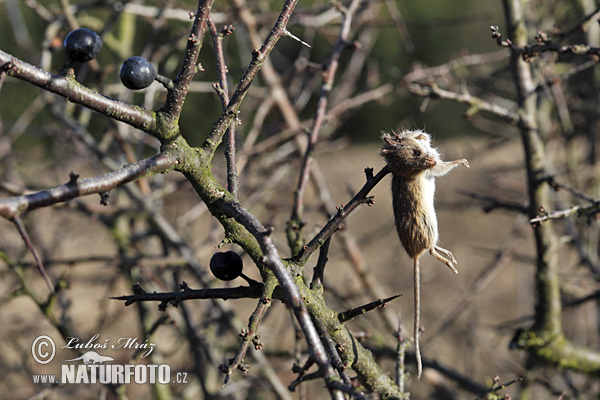 Strakoš vel'ký (Lanius excubitor)