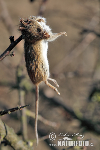 Strakoš vel'ký (Lanius excubitor)