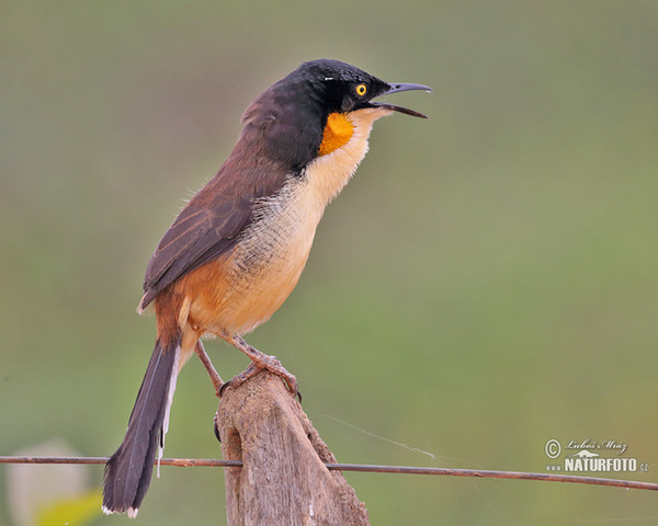 Střízlík černohlavý (Donacobius atricapilla)