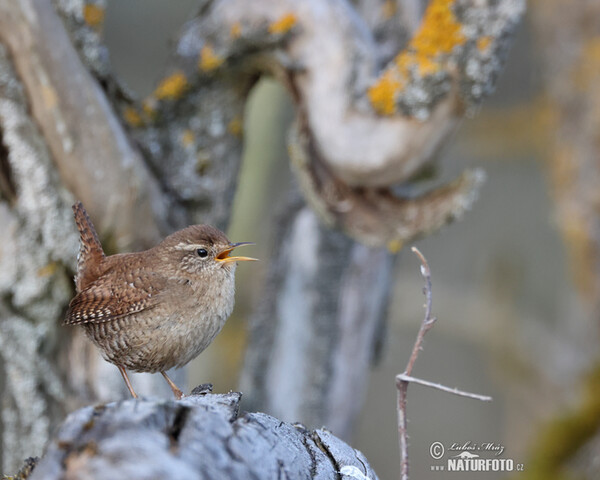 Střízlík obecný (Troglodytes troglodytes)