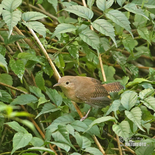 Střízlík zahradní (Troglodytes aedon)