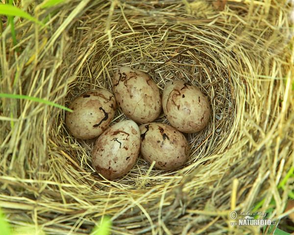 Strnad luční (Emberiza calandra)