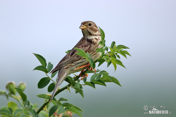 Strnad luční (Emberiza calandra)