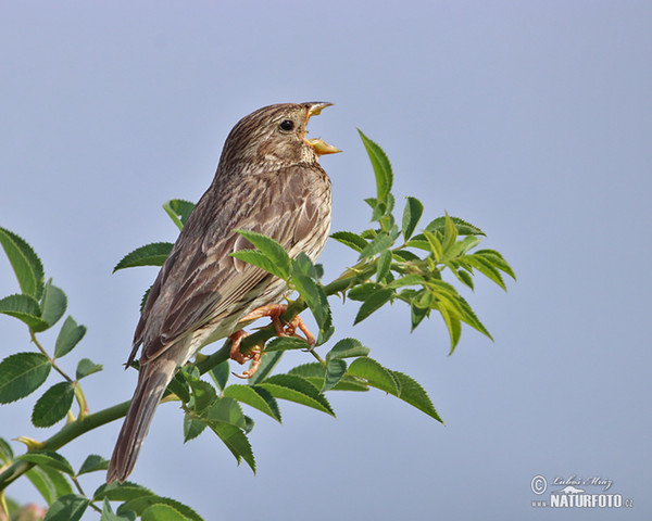 Strnad luční (Emberiza calandra)