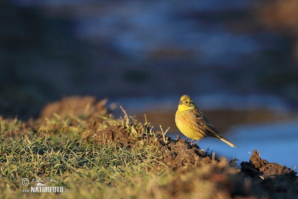 Strnad obecný (Emberiza citrinella)