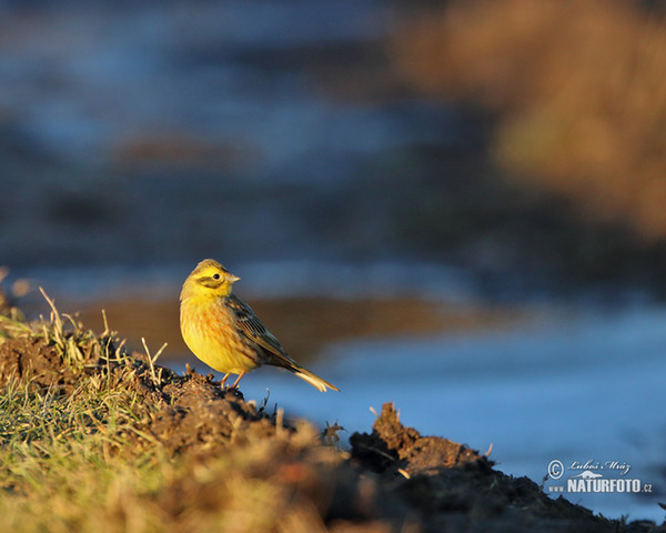 Strnad obecný (Emberiza citrinella)