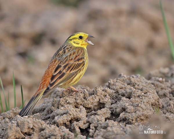 Strnad obecný (Emberiza citrinella)