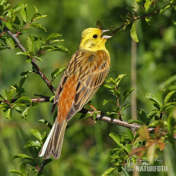 Strnad obecný (Emberiza citrinella)